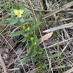 Hibbertia obtusifolia (Grey Guinea-flower) at Brindabella, NSW - 12 Oct 2024 by Mulch