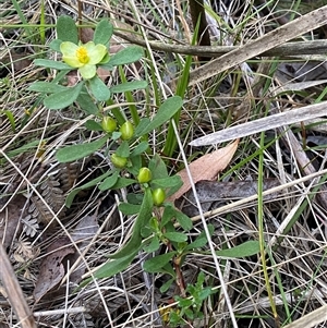 Hibbertia obtusifolia at Brindabella, NSW - suppressed