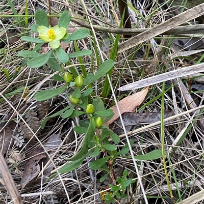 Hibbertia obtusifolia (Grey Guinea-flower) at Brindabella, NSW - 11 Oct 2024 by Mulch