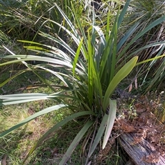 Dianella tasmanica (Tasman Flax Lily) at Brindabella, NSW - 11 Oct 2024 by Mulch