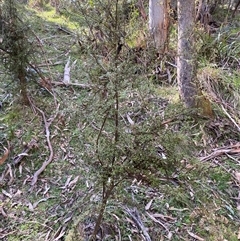 Coprosma quadrifida (Prickly Currant Bush, Native Currant) at Brindabella, NSW - 12 Oct 2024 by Mulch