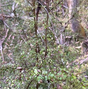 Coprosma quadrifida at Brindabella, NSW - suppressed