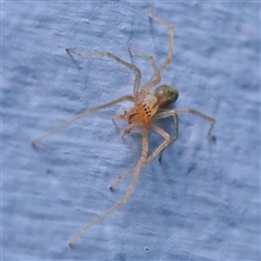 Clubionidae (family) (Sac Spider) at Turner, ACT - 21 Oct 2024 by ConBoekel