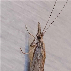 Leptoceridae sp. (family) (Long-horned caddisfly) at Turner, ACT - 21 Oct 2024 by ConBoekel