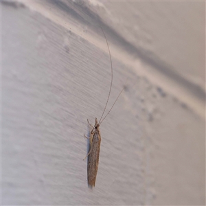 Leptoceridae sp. (family) at Turner, ACT - 21 Oct 2024 09:09 PM