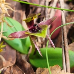 Chiloglottis sp. aff. jeanesii (Kybeyan Bird Orchid) at Harolds Cross, NSW - 22 Oct 2024 by Csteele4