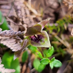 Chiloglottis sp. aff. jeanesii at suppressed - 22 Oct 2024