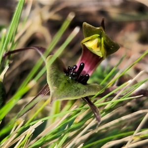 Chiloglottis sp. aff. jeanesii at suppressed - 22 Oct 2024