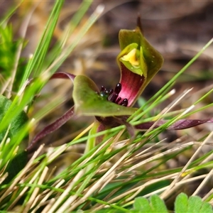 Chiloglottis sp. aff. jeanesii at suppressed - 22 Oct 2024