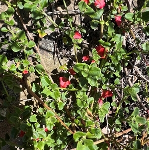 Einadia hastata at Acton, ACT - 22 Oct 2024 10:46 AM