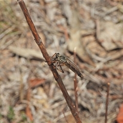 Dolopus rubrithorax (Large Brown Robber Fly) at Kambah, ACT - 21 Oct 2024 by LinePerrins