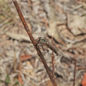 Dolopus rubrithorax at Kambah, ACT - 22 Oct 2024 10:59 AM