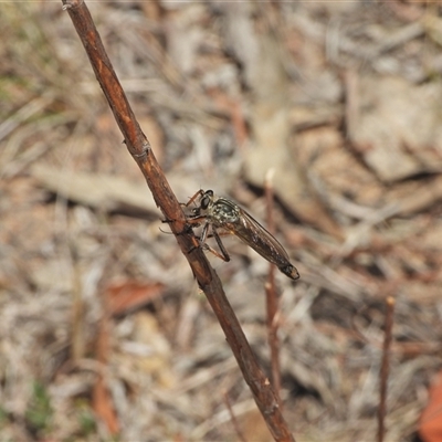 Dolopus rubrithorax (Large Brown Robber Fly) at Kambah, ACT - 22 Oct 2024 by LineMarie