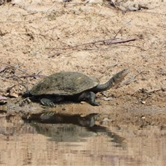 Chelodina longicollis (Eastern Long-necked Turtle) at Kambah, ACT - 22 Oct 2024 by LinePerrins