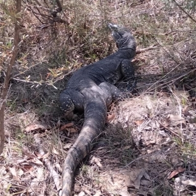 Varanus rosenbergi (Heath or Rosenberg's Monitor) at Urila, NSW - 22 Oct 2024 by Bowie