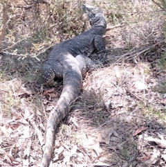 Varanus rosenbergi at Urila, NSW - suppressed