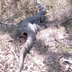 Varanus rosenbergi at Urila, NSW - suppressed