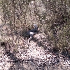 Varanus rosenbergi at Urila, NSW - suppressed