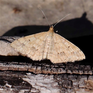 Scopula rubraria at O'Connor, ACT - 21 Oct 2024 09:19 AM