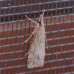 Eudonia cleodoralis (A Crambid moth) at Turner, ACT - 20 Oct 2024 by ConBoekel