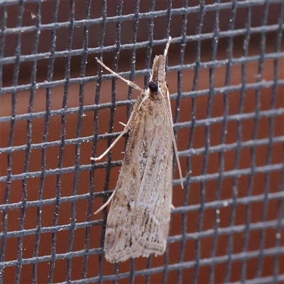 Eudonia cleodoralis (A Crambid moth) at Turner, ACT - 20 Oct 2024 by ConBoekel