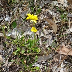 Goodenia pinnatifida at Symonston, ACT - 22 Oct 2024