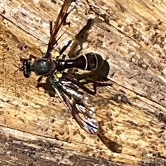 Daptolestes limbipennis at Denman Prospect, ACT - 21 Oct 2024 by Jennybach