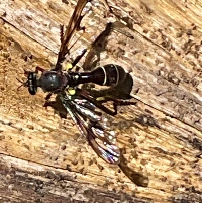 Daptolestes sp. (genus) (Robber Fly) at Denman Prospect, ACT - 21 Oct 2024 by Jennybach