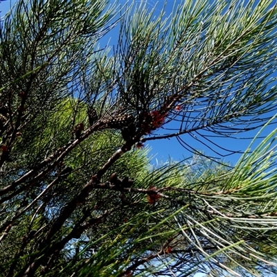 Allocasuarina (genus) (She-oak) at Kalbarri National Park, WA - 12 Sep 2024 by Paul4K