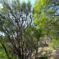 Allocasuarina (genus) at Kalbarri National Park, WA - 12 Sep 2024 11:57 AM
