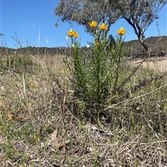 Xerochrysum viscosum (Sticky Everlasting) at Denman Prospect, ACT - 21 Oct 2024 by Jennybach