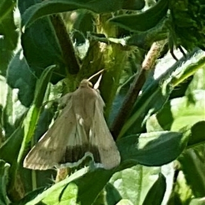 Helicoverpa (genus) (A bollworm) at Denman Prospect, ACT - 21 Oct 2024 by Jennybach
