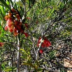 Unverified Other Shrub at Kalbarri National Park, WA - 12 Sep 2024 by Paul4K