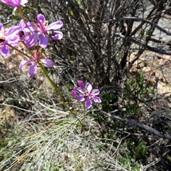Burchardia rosea at Kalbarri National Park, WA - suppressed