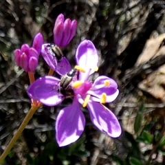 Burchardia rosea at Kalbarri National Park, WA - suppressed