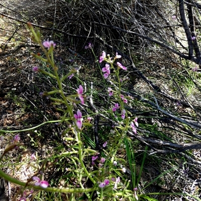 Stylidium sp. at Kalbarri National Park, WA - 12 Sep 2024 by Paul4K