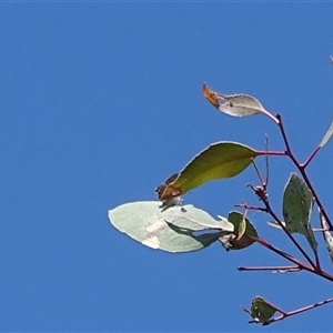 Acrodipsas myrmecophila at suppressed - 22 Oct 2024