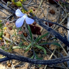 Unidentified Other Wildflower or Herb at Kalbarri National Park, WA - 12 Sep 2024 by Paul4K