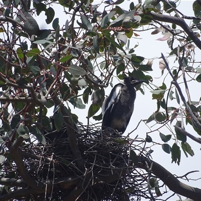 Gymnorhina tibicen (Australian Magpie) at Symonston, ACT - 22 Oct 2024 by Mike