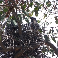 Gymnorhina tibicen at Symonston, ACT - 22 Oct 2024