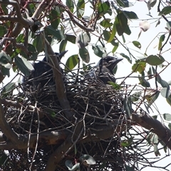 Gymnorhina tibicen at Symonston, ACT - 22 Oct 2024