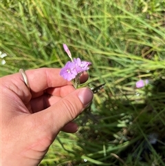 Epilobium sp. (A Willow Herb) at Uriarra Village, ACT - 27 Jan 2023 by RangerRiley