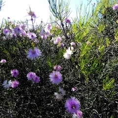 Unverified Other Shrub at Kalbarri National Park, WA - 12 Sep 2024 by Paul4K