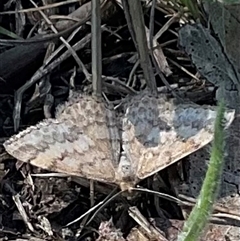 Scopula rubraria (Reddish Wave, Plantain Moth) at Denman Prospect, ACT - 21 Oct 2024 by Jennybach