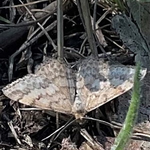 Scopula rubraria at Denman Prospect, ACT - 21 Oct 2024 03:11 PM