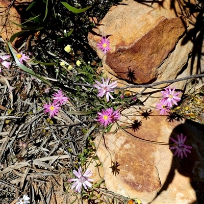 Unidentified Daisy at Kalbarri National Park, WA - 12 Sep 2024 by Paul4K