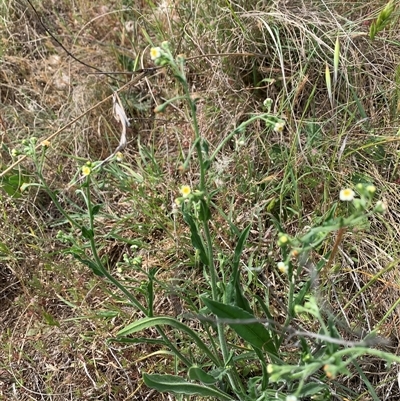 Hackelia suaveolens (Sweet Hounds Tongue) at Strathnairn, ACT - 22 Oct 2024 by Eland