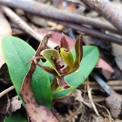 Chiloglottis sp. aff. jeanesii (Kybeyan Bird Orchid) at Harolds Cross, NSW - 22 Oct 2024 by Csteele4