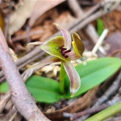 Chiloglottis sp. aff. jeanesii at suppressed - 22 Oct 2024