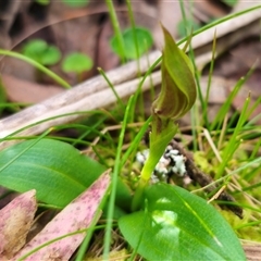 Chiloglottis sp. aff. jeanesii at suppressed - suppressed